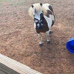 Tough 1 Easy Breathe Grazing Muzzle - Nail Gallerys