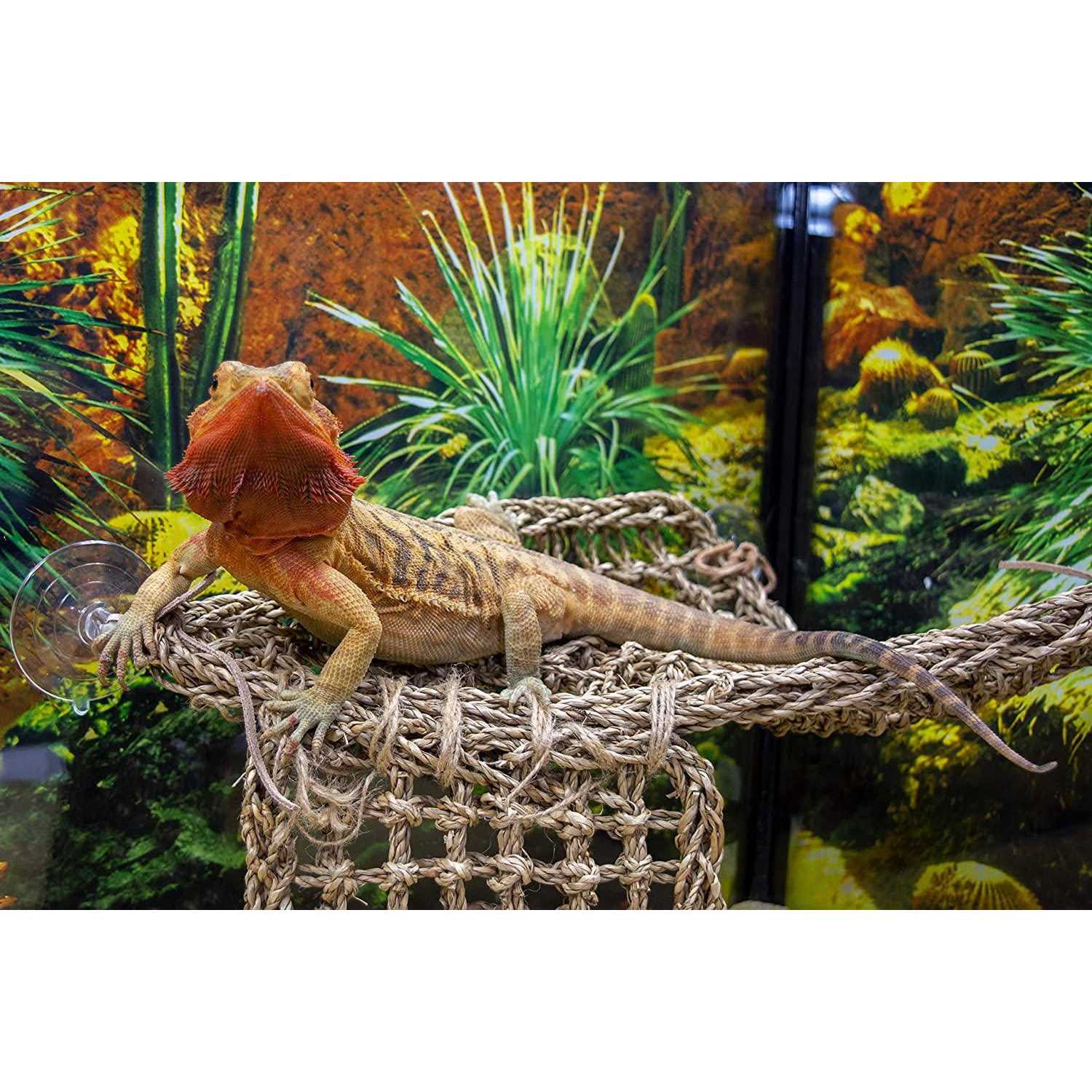 Penn-Plax Reptology Lizard Lounger - Nail Gallerys