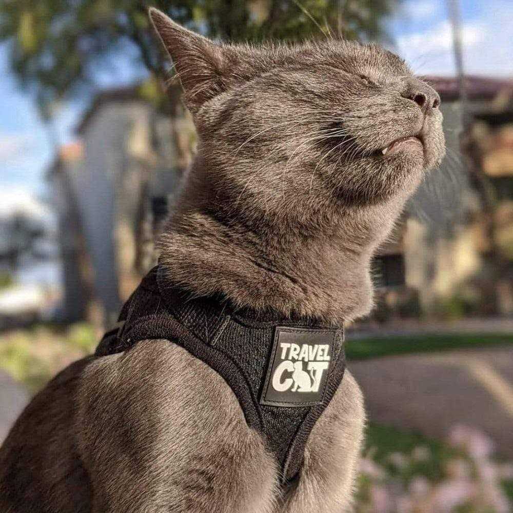 The True Adventurer Reflective Cat & Kitten Harness and Leash - Nail Gallerys