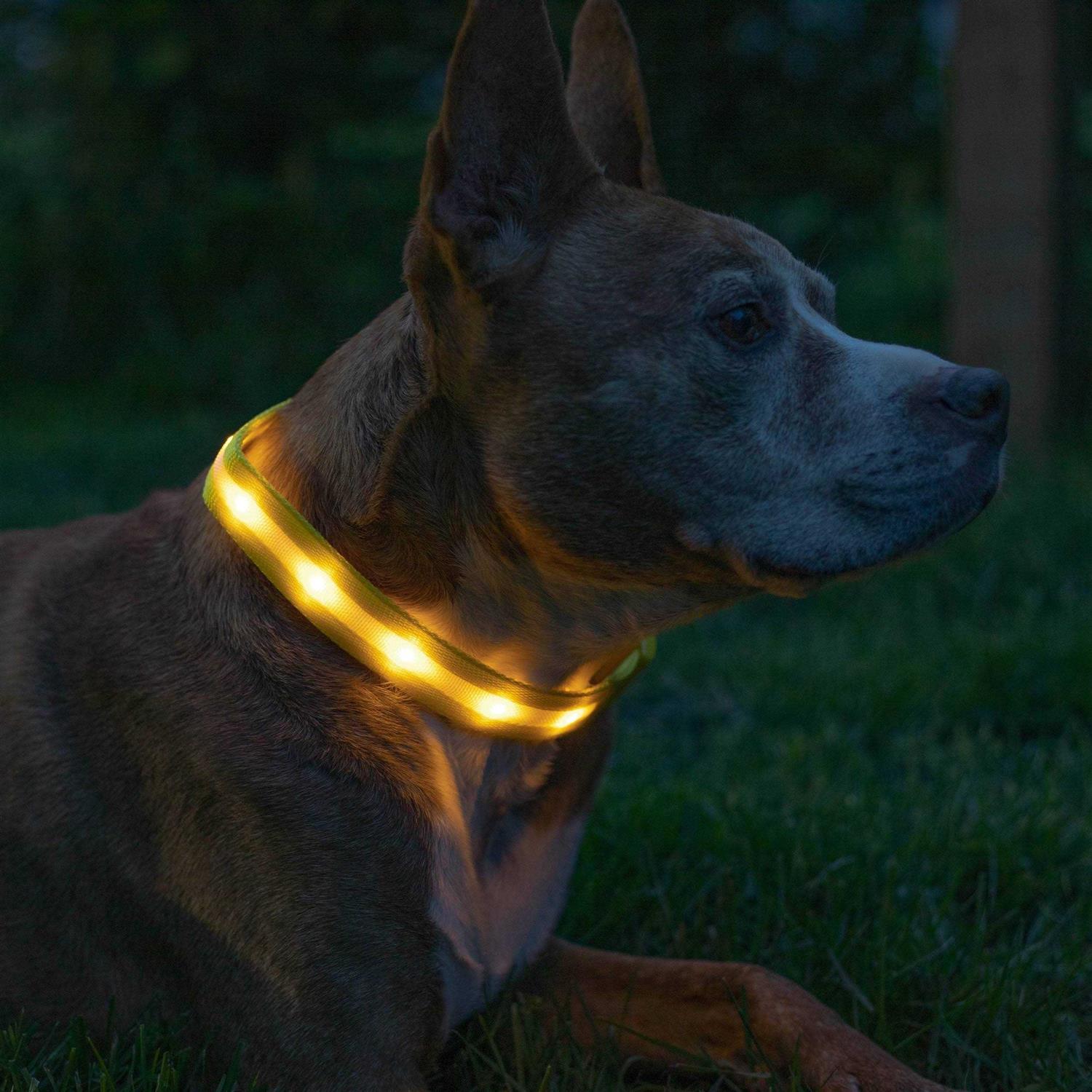 Blazin LED Light Up Dog Collar 1,000 Feet of Visibility - Nail Gallerys