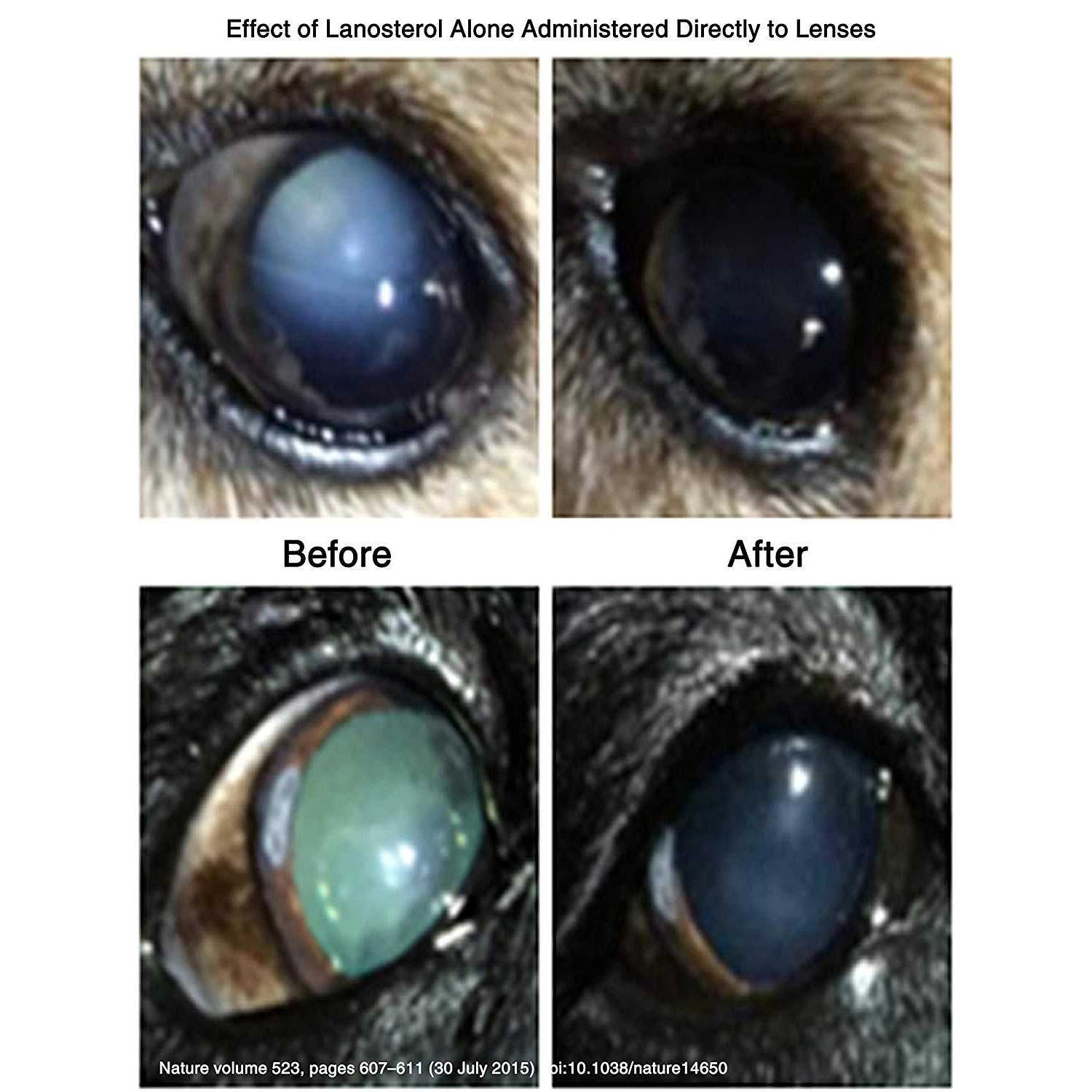LumenPro Pet Cataracts Eye Drops - Nail Gallerys