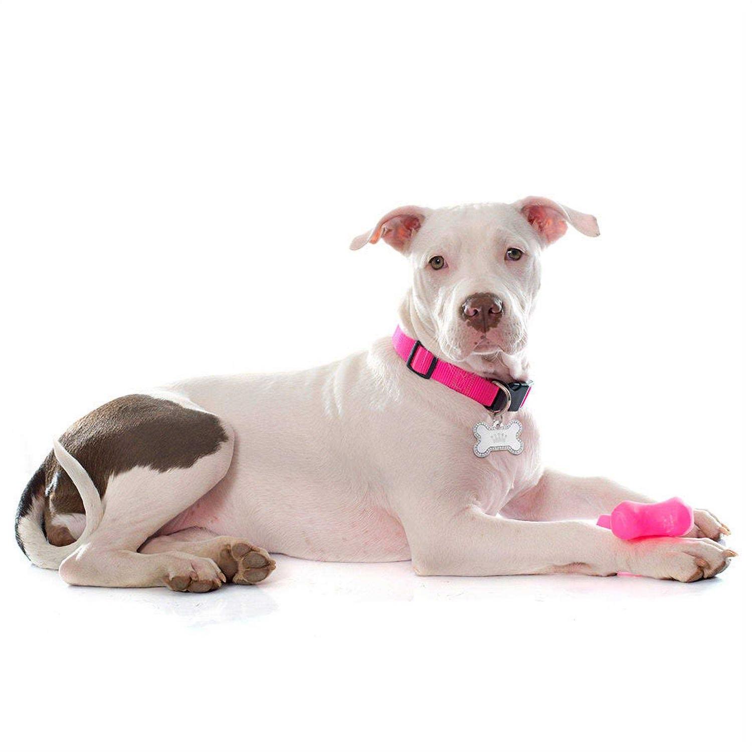 Quick-Tag Dog Tag with Crown and Crystals - Nail Gallerys