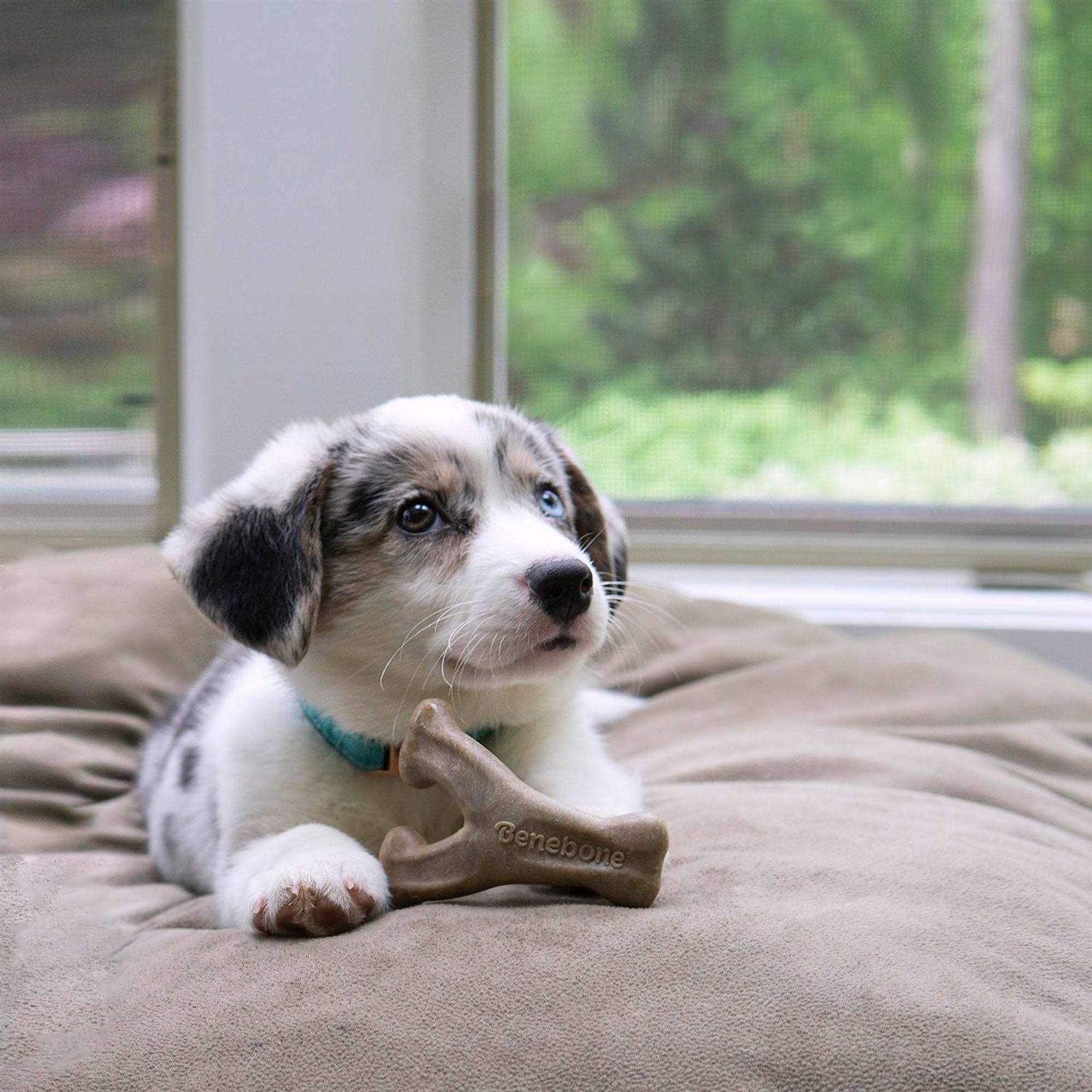 Benebone Puppy Pack Bacon Dog Chew - Nail Gallerys