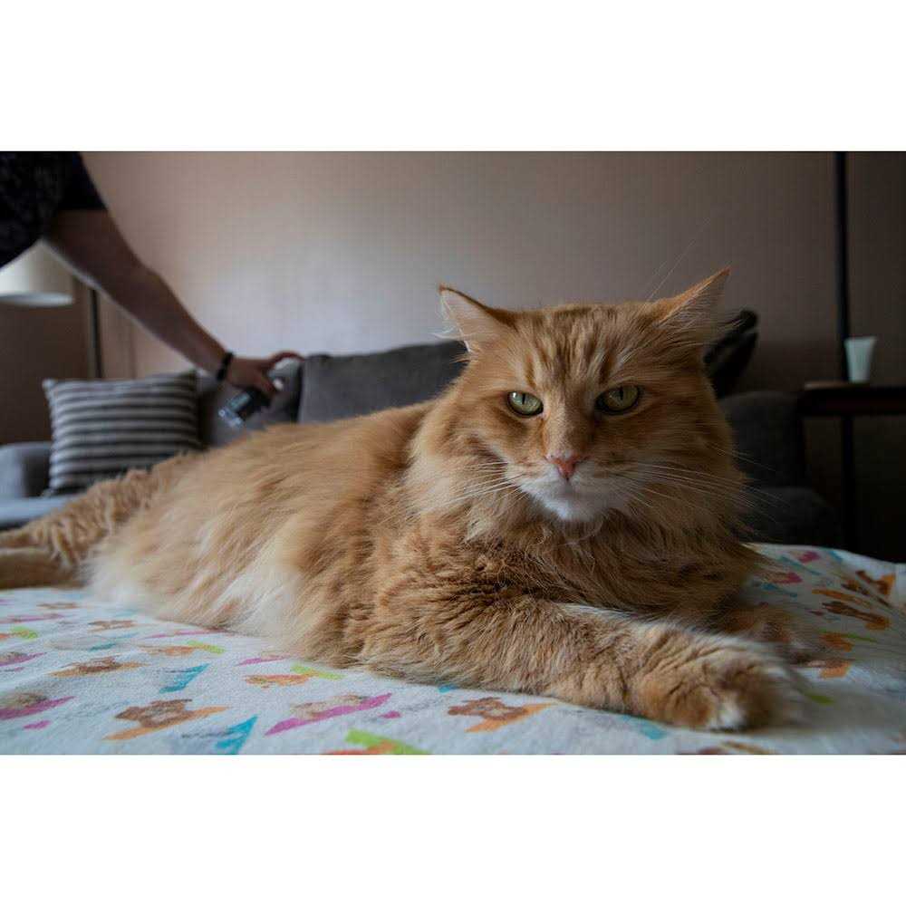 TriNova Off Furniture Spray Deterrent for Pets cats Dogs - Nail Gallerys