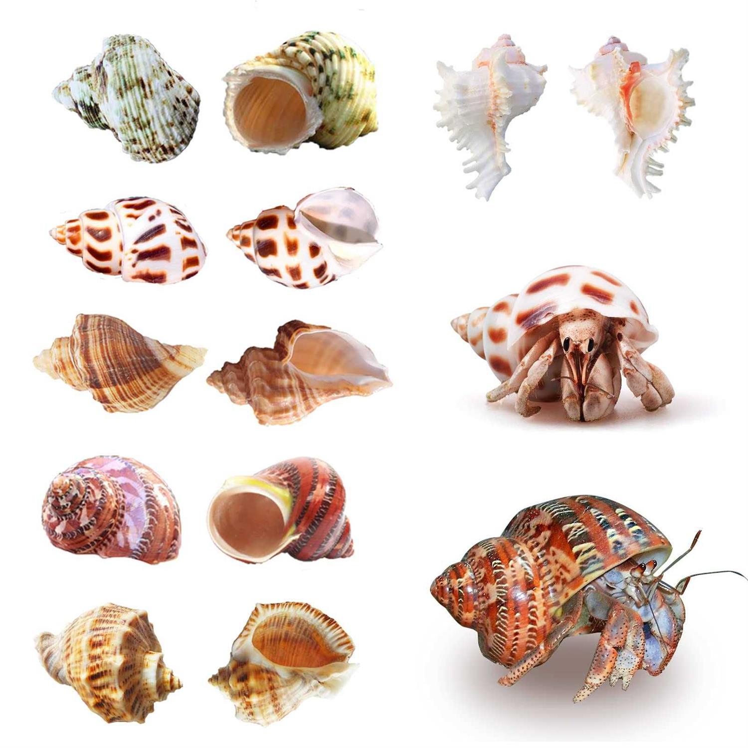 Hermit Crab Shells Medium to Large Growth Turbo Seashells 1-2 Openning Size Natural Supplies Conch Habitat - Nail Gallerys
