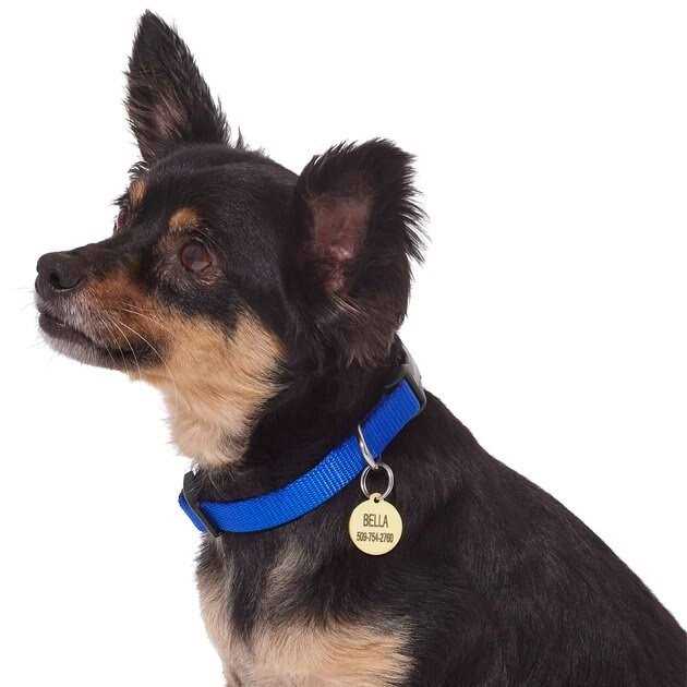 Frisco Brass Personalized Dog & Cat ID Tag - Nail Gallerys