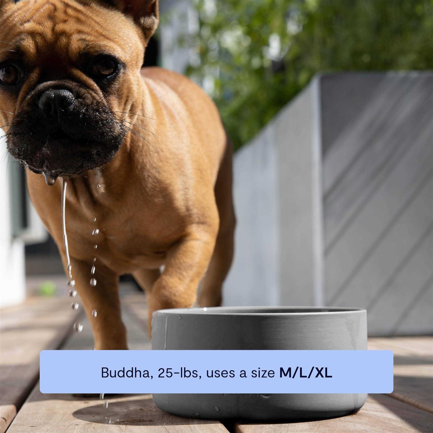 Signature Bowl Fable Pets - Nail Gallerys