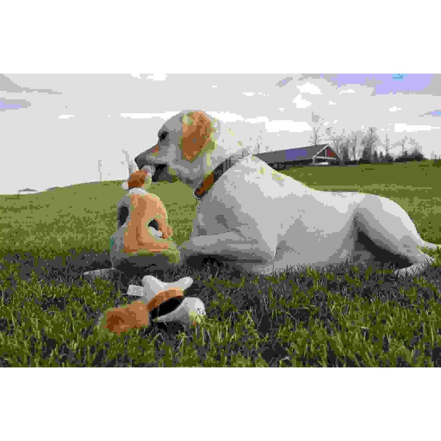Outward Hound Hide A Squirrel Dog Toy - Nail Gallerys