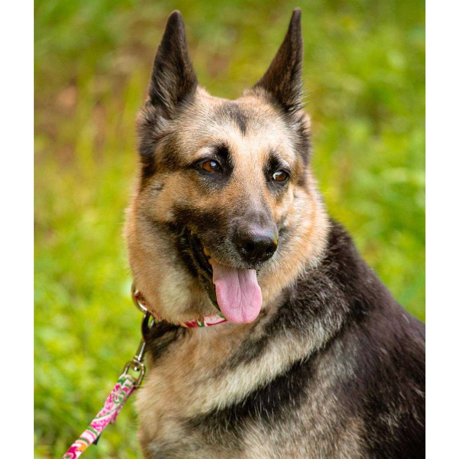 Country Brook Petz Martingale Dog Collar - Nail Gallerys