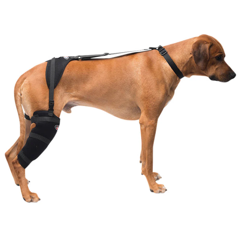 Caldera Pet Therapy Tall Stifle Wrap with Therapy Gel - Nail Gallerys