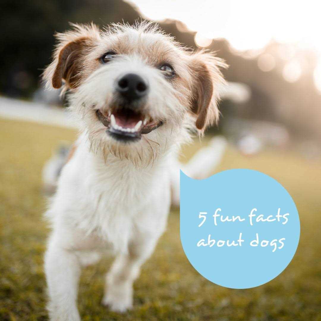 ProDen Dog Plaqueoff Bites Hip 6oz - Nail Gallerys