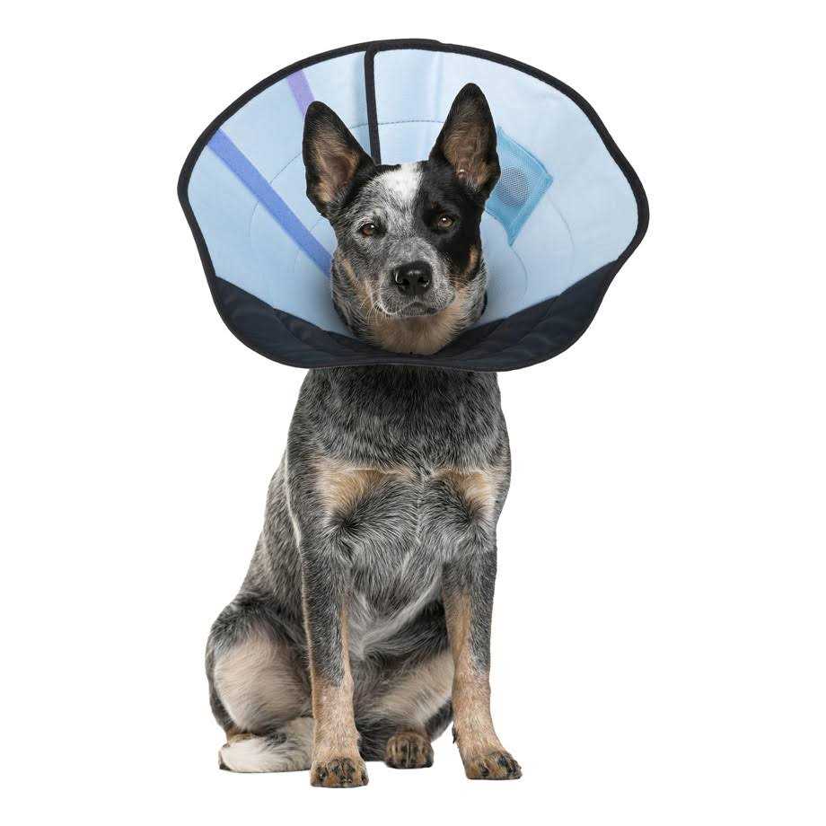 Calm Paws Dog Calming Caring Collar - Nail Gallerys