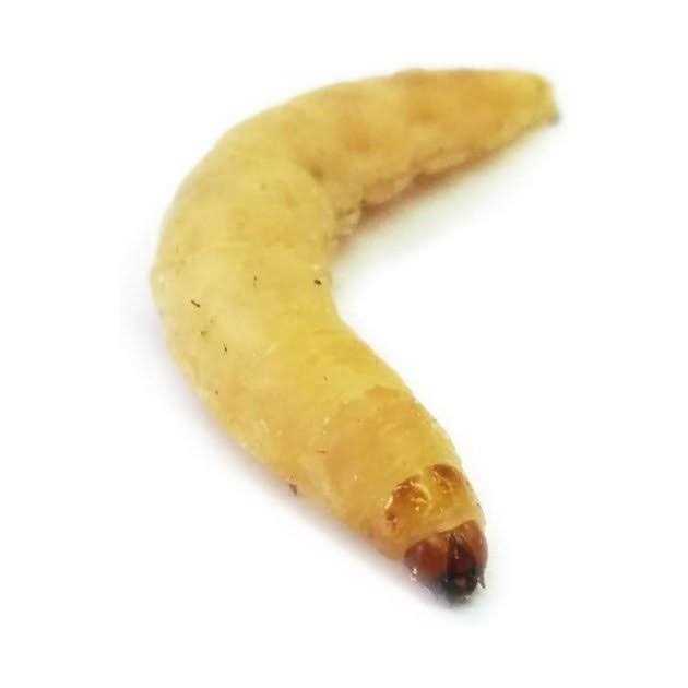 Josh’s Frogs Waxworms Live Feed Reptile Food - Nail Gallerys