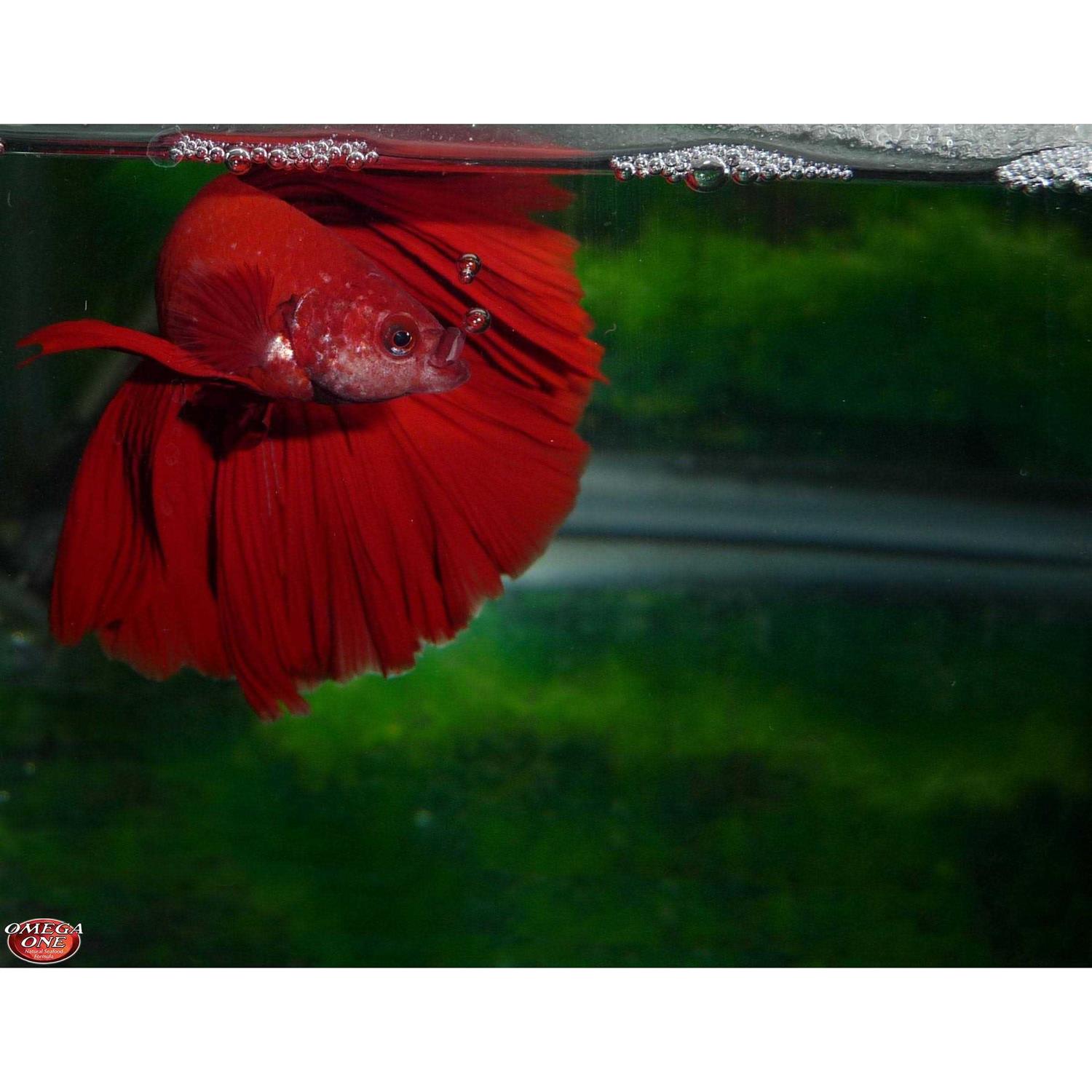 Omega One Betta Buffet Flakes Fish Food - Nail Gallerys