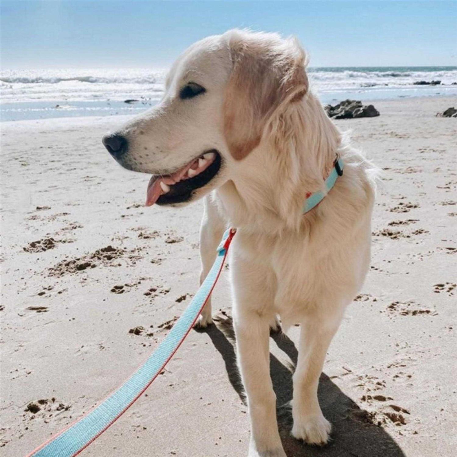 Dog Collar Wide - Nail Gallerys