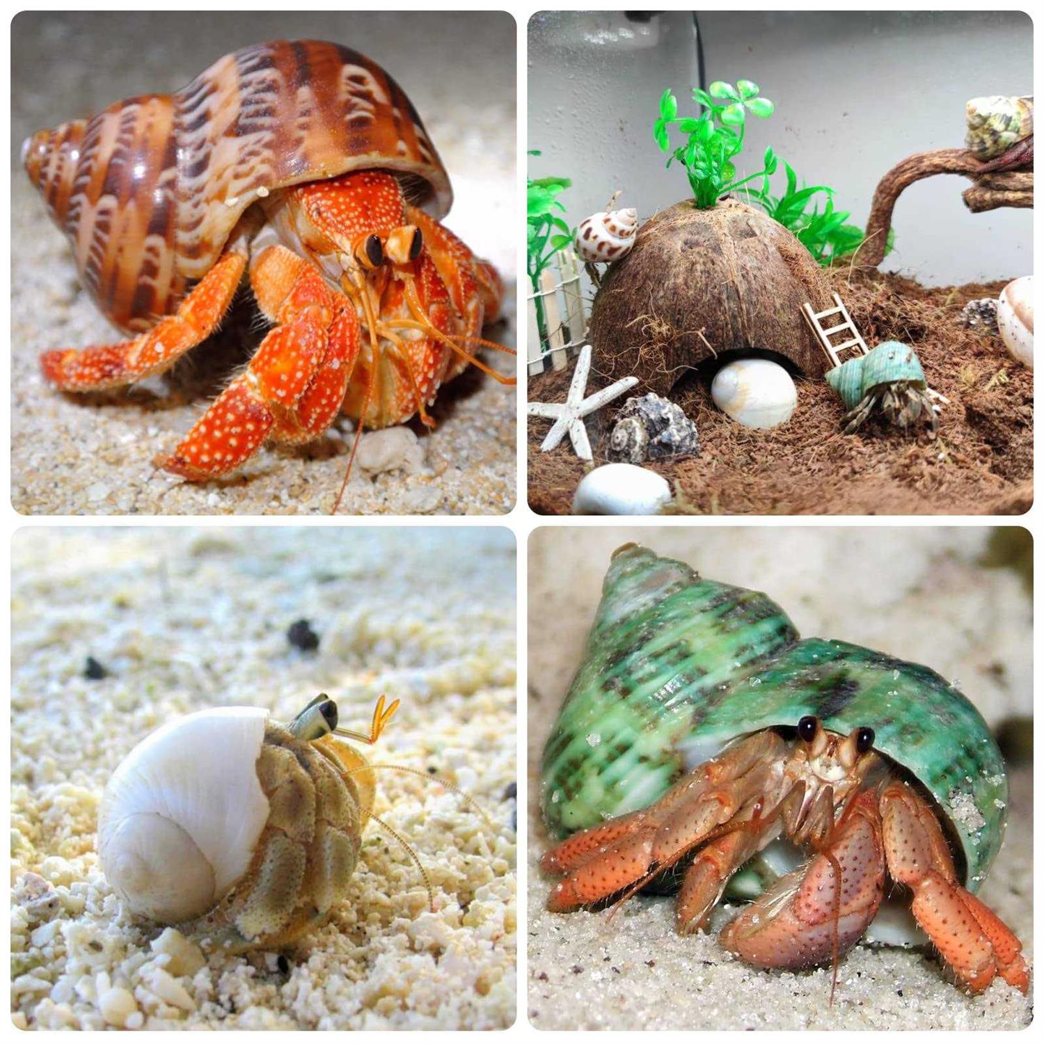 Giftvest Hermit Crab Shells Medium and Large 12PCS Growth Turbo Seashells Size 1.4-3.2 for Small Medium and Large Crabs - Nail Gallerys