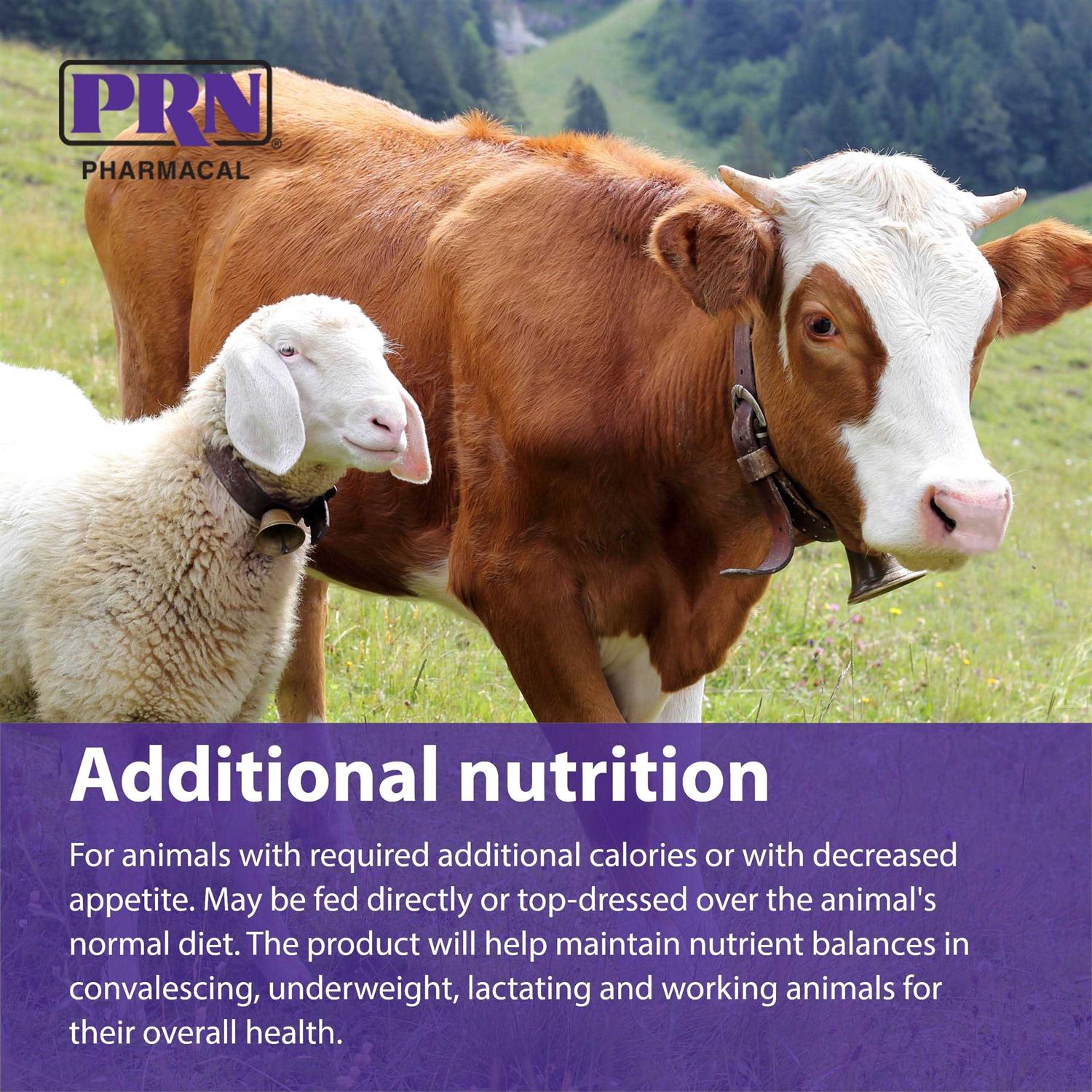 STAT High Calorie Liquid Supplement 16oz Bottle - Nail Gallerys