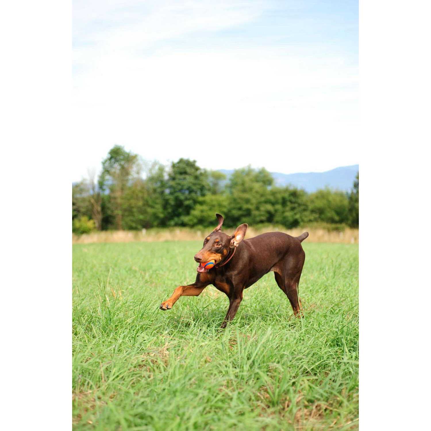 Chuckit! Fetch Medley - Nail Gallerys