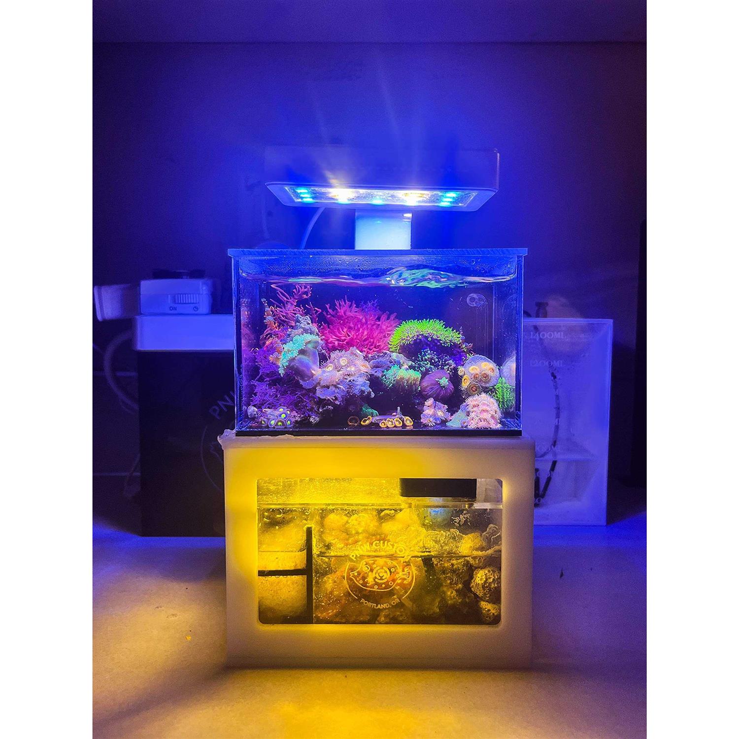 PNW Custom Micro Reef-Ready 40oz Desktop Aquarium - Nail Gallerys