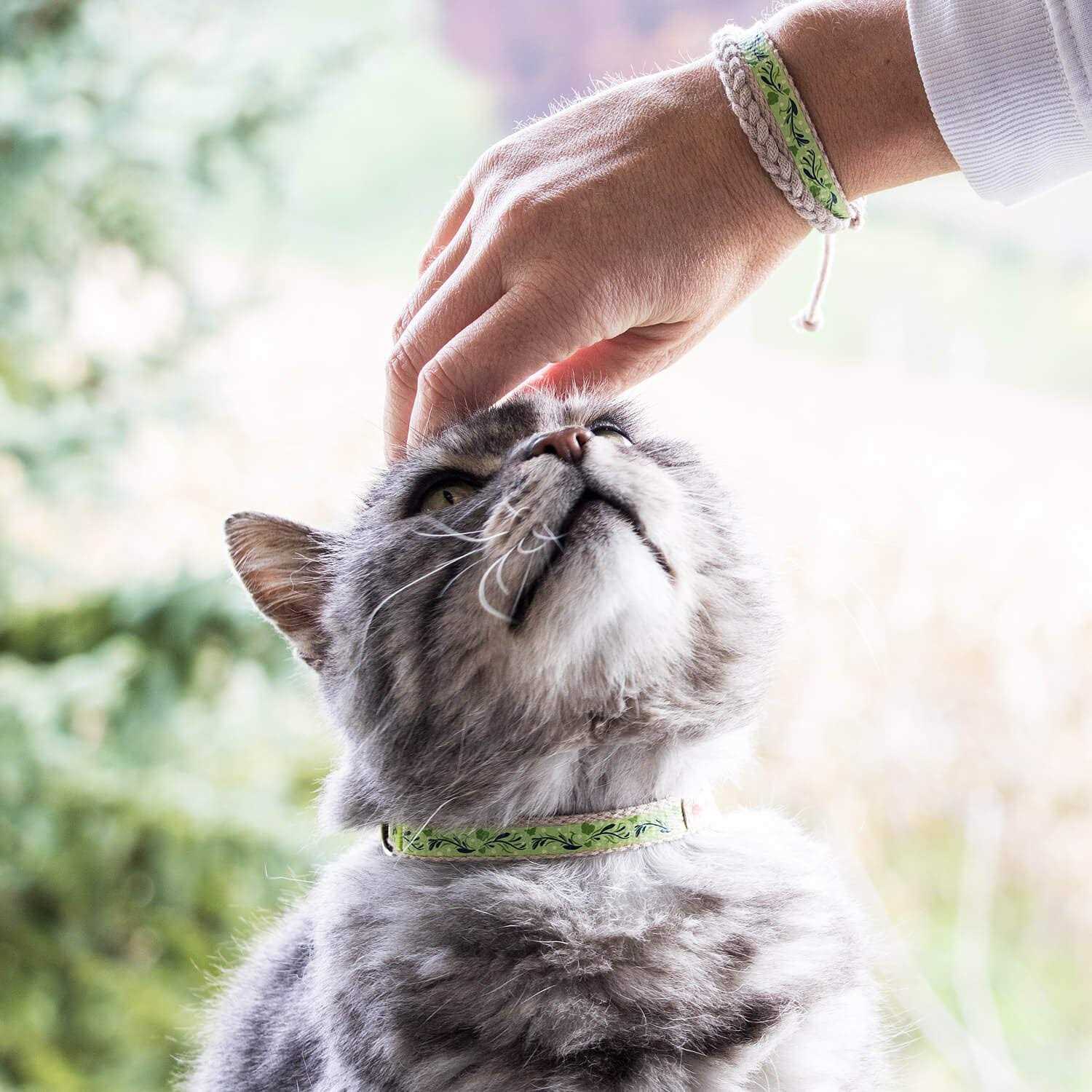 Pettsie Cat Collar Breakaway Friendship Bracelet - Nail Gallerys