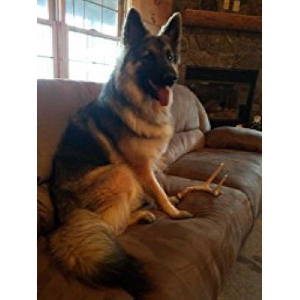 Big Dog Antler Chews Whitetail Deer Antler Dog Chew Medium 8 Inches to 13 Inches Long - Nail Gallerys