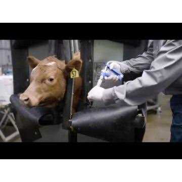 Dectomax 1% Injectable - Nail Gallerys