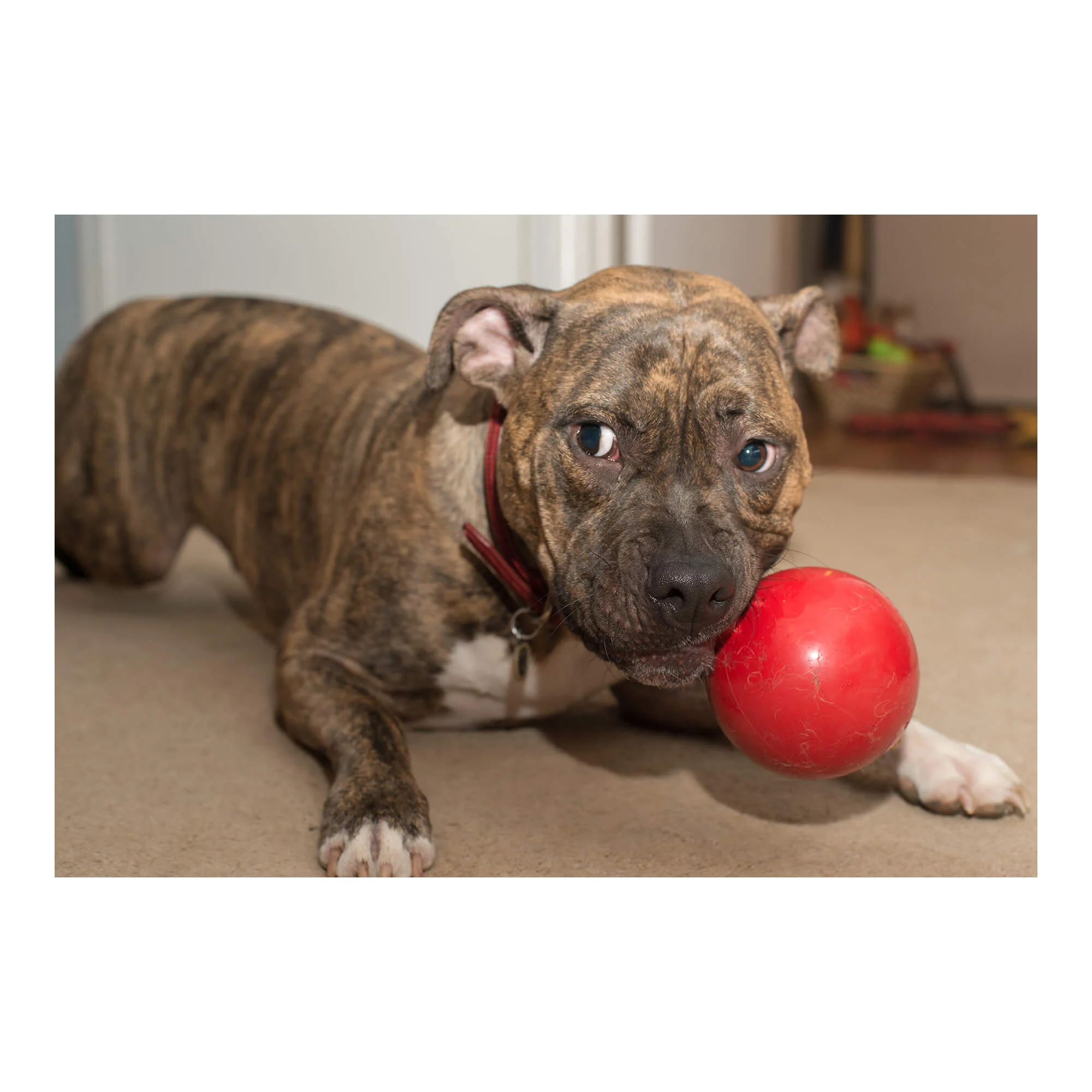 Jolly Tug-N-Toss, Mini - Nail Gallerys