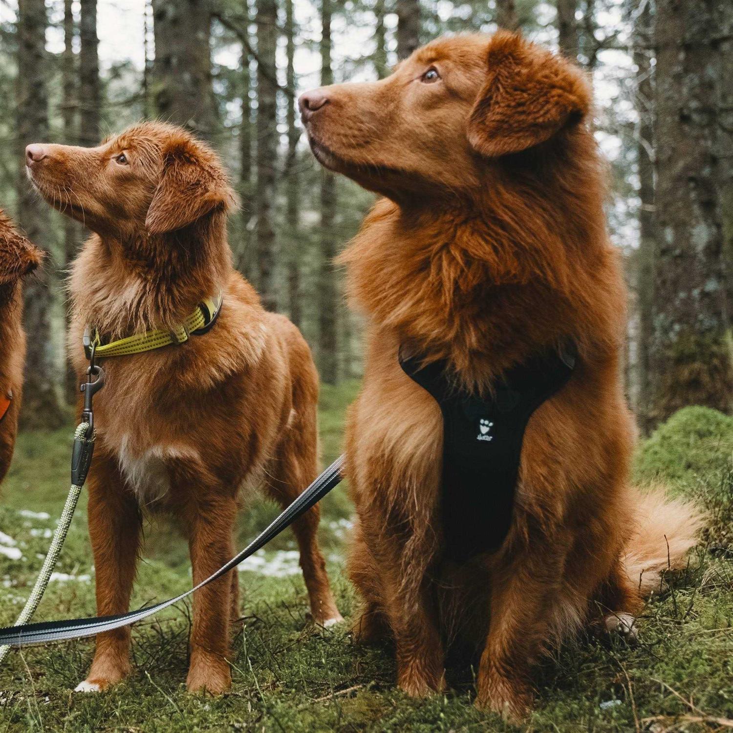 Hurtta Weekend Warrior Dog Harness - Nail Gallerys