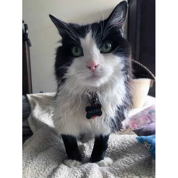 Walkabout Carpal Support Brace - Nail Gallerys