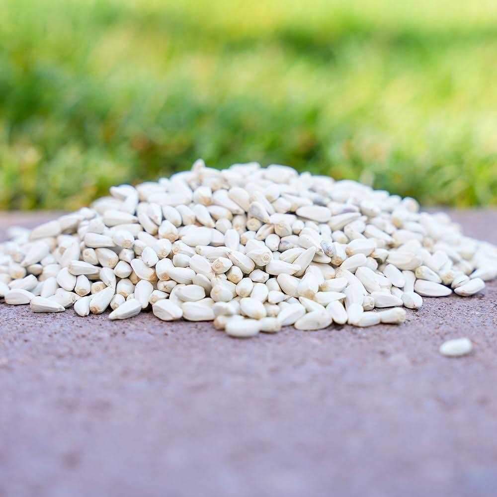 Desert Valley Supply Desert Valley Premium Safflower Seeds Wild Bird Food - Nail Gallerys