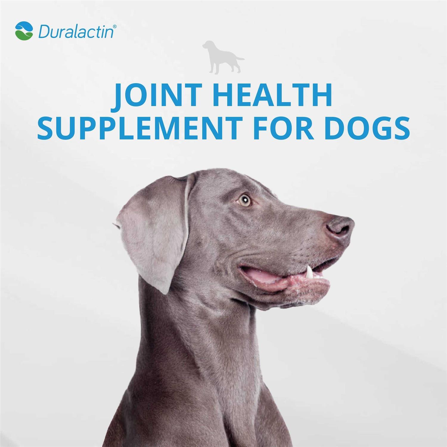 Duralactin Canine Joint Plus Soft Chews - Nail Gallerys