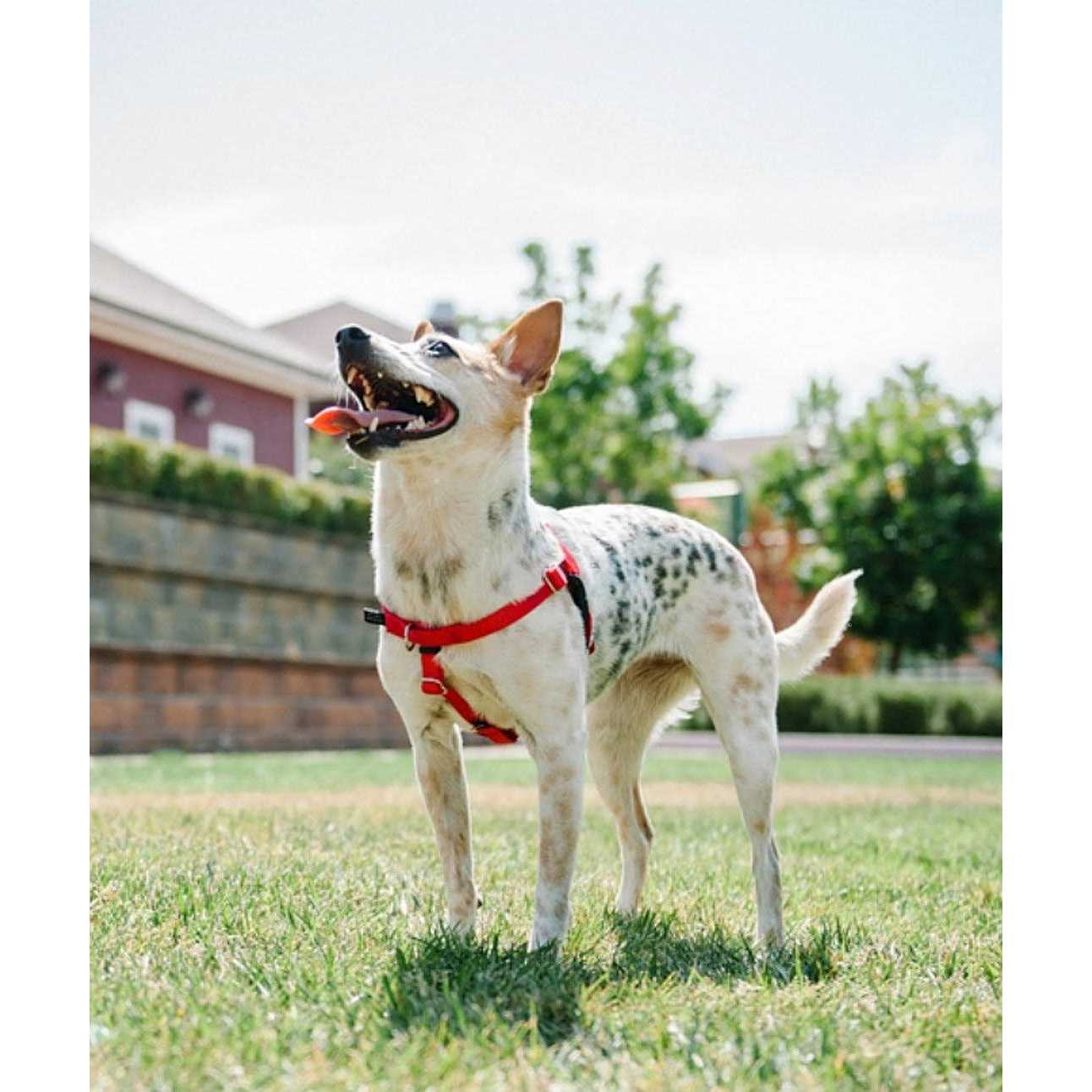 2 Hounds Design Freedom No Pull Dog Harness Leash - Nail Gallerys