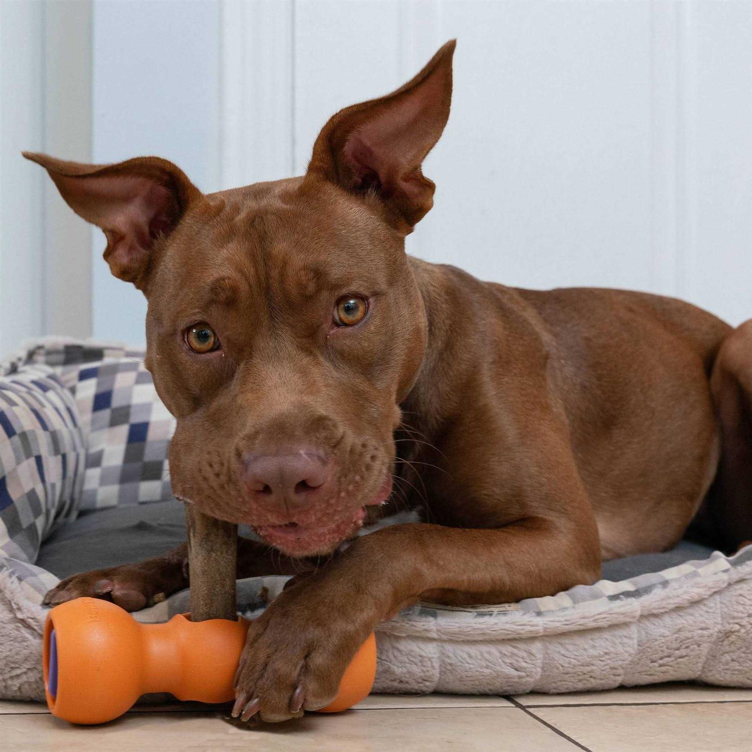 Bow Wow Labs Bully Buddy - Nail Gallerys