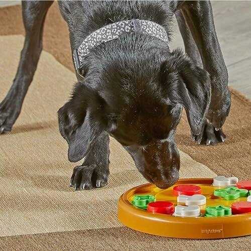 Brightkins Dog Pizza Treat Puzzle - Nail Gallerys