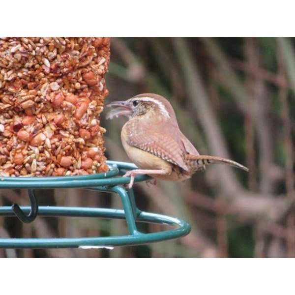 Mr. Bird Flaming Hot Feast Small Cylinder - Nail Gallerys