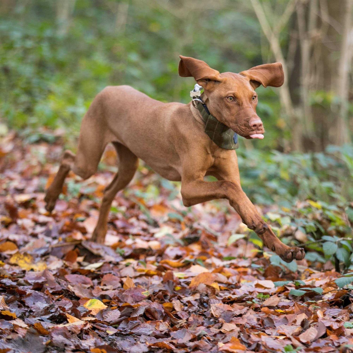 HUGO & HUDSON Tweed Dog Collar with Metal Buckle - Nail Gallerys
