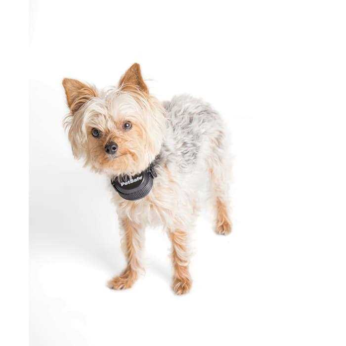 PetSafe Stay and Play Wireless Fence Rechargeable Receiver Collar - Nail Gallerys