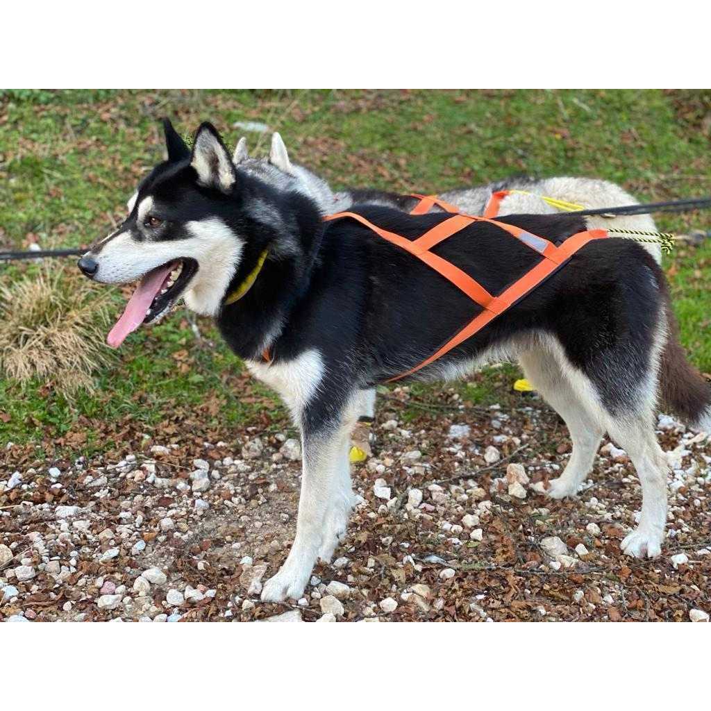 Neewa Sled Pro Harness Dog Pulling Harness Husky Harness - Nail Gallerys