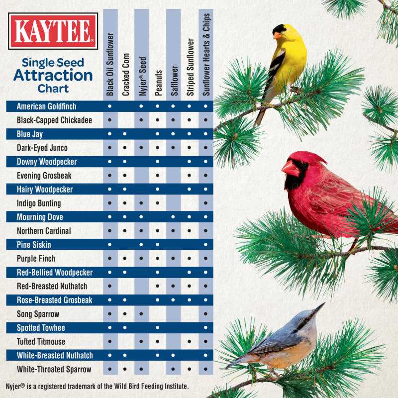 Kaytee Black Oil Sunflower Wild Bird Food - Nail Gallerys