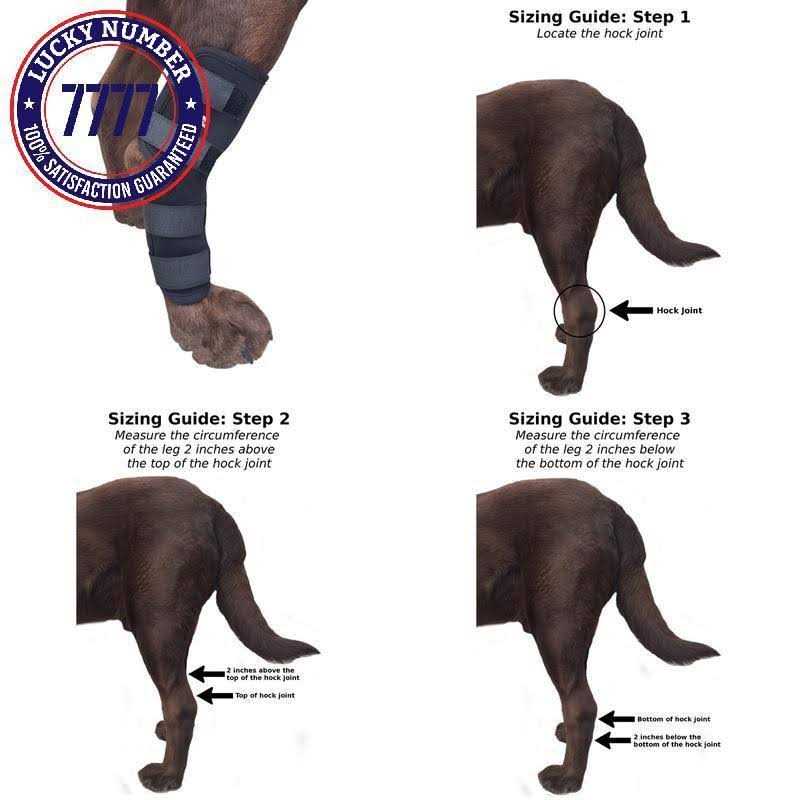Labra Dog Extra Supportive Canine Rear Leg Hock Joint Compression Wrap and and - Nail Gallerys