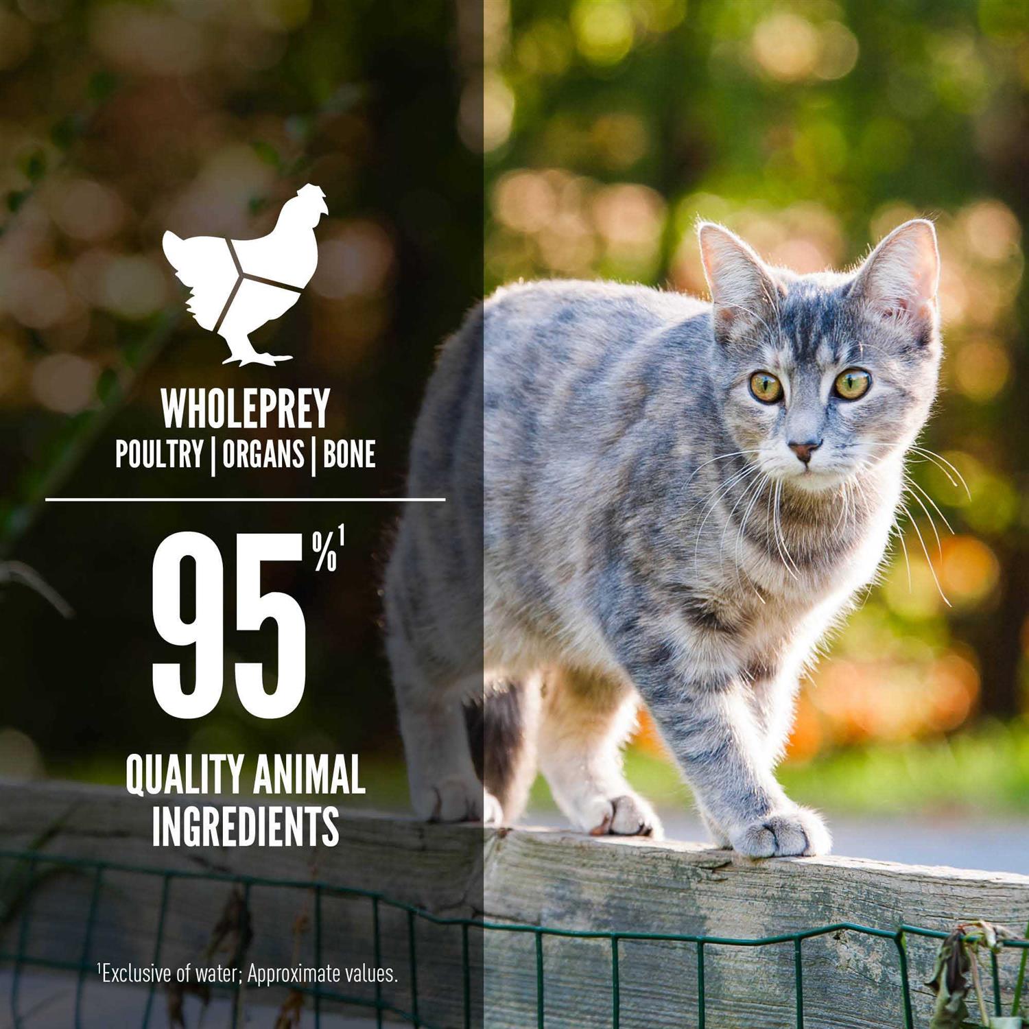 Orijen Entree in Bone Broth Wet Cat Food - Nail Gallerys