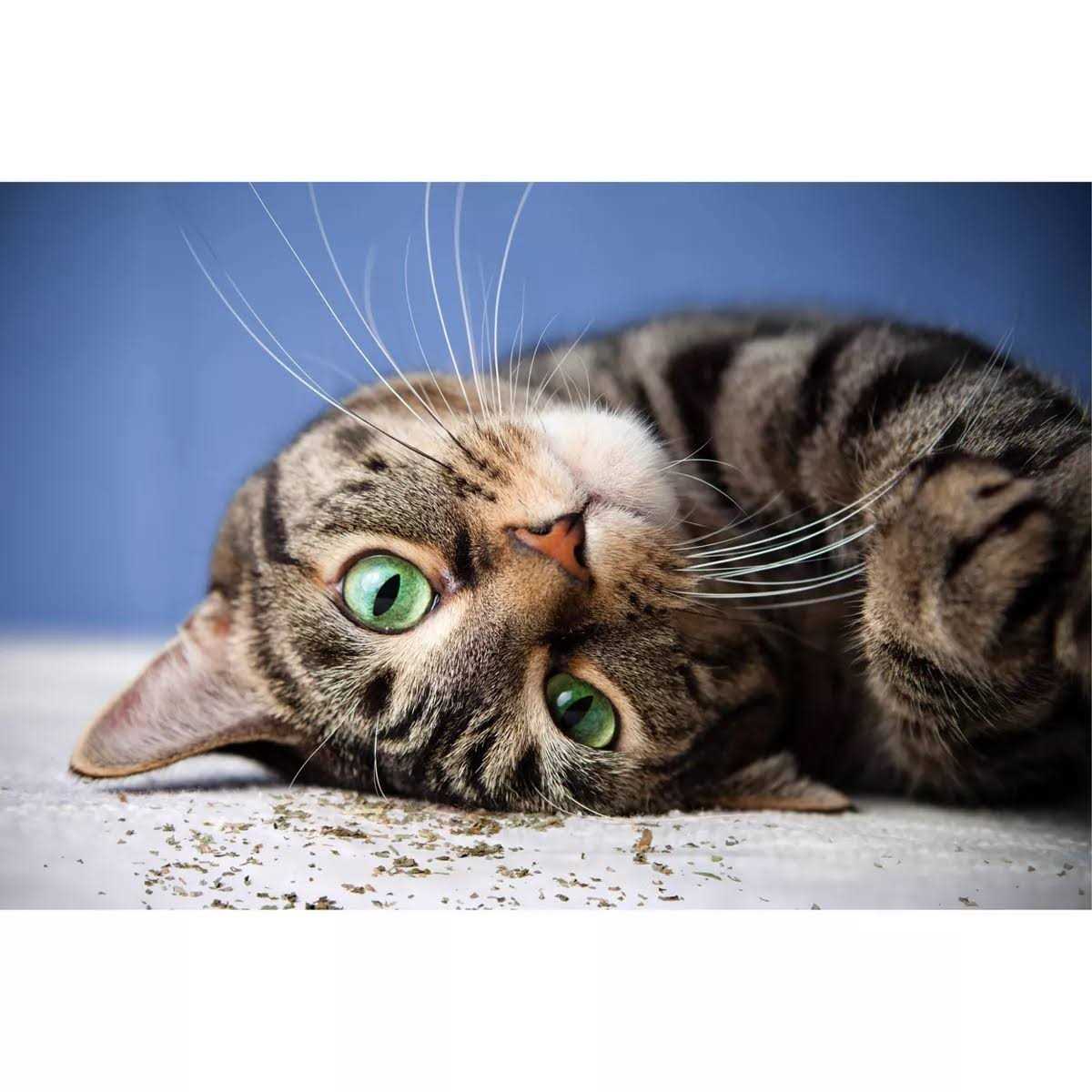 SmartyKat Catnip with Silvervine - Nail Gallerys