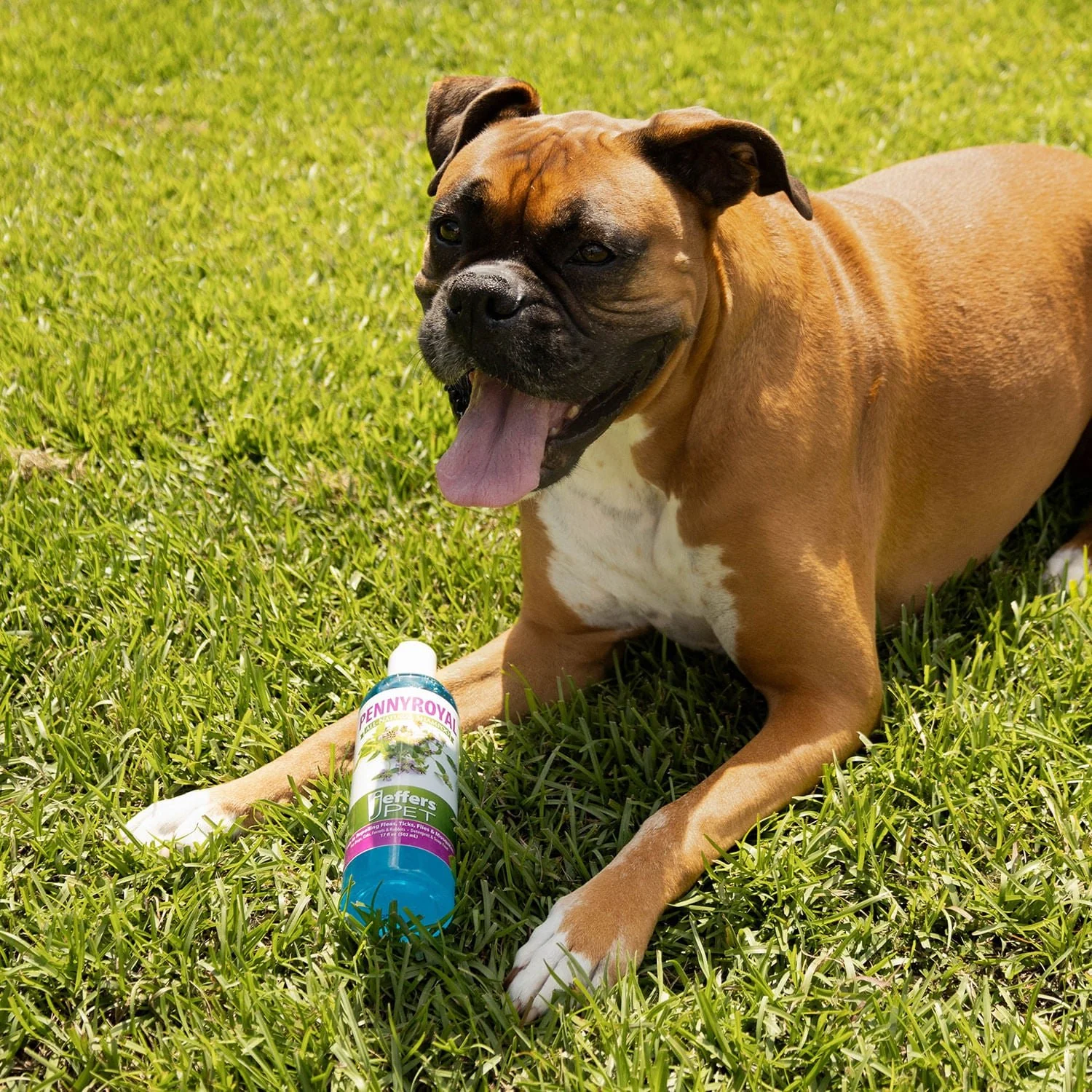 Pennyroyal Natural Shampoo for Dogs and Cats - Nail Gallerys