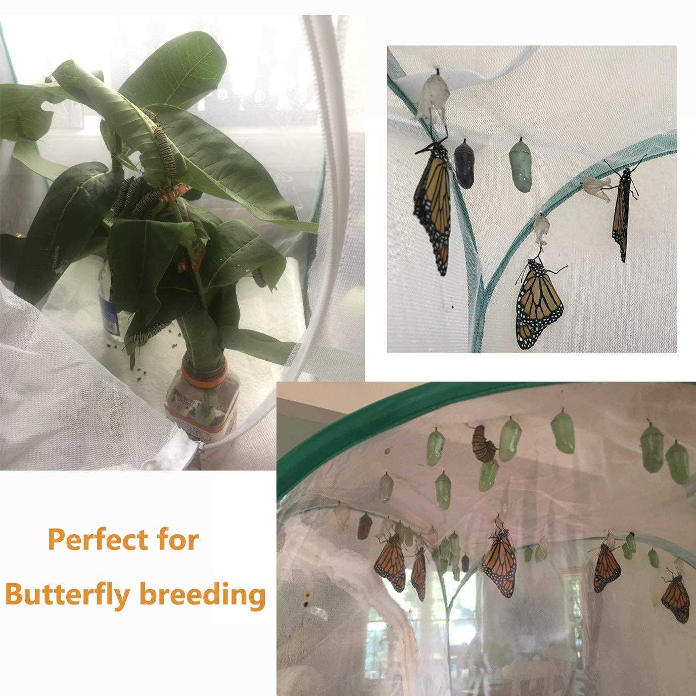 Trasfit Insect and Butterfly Habitat Terrarium - Nail Gallerys