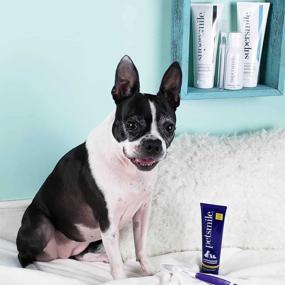 Petsmile Professional Toothpaste - Nail Gallerys