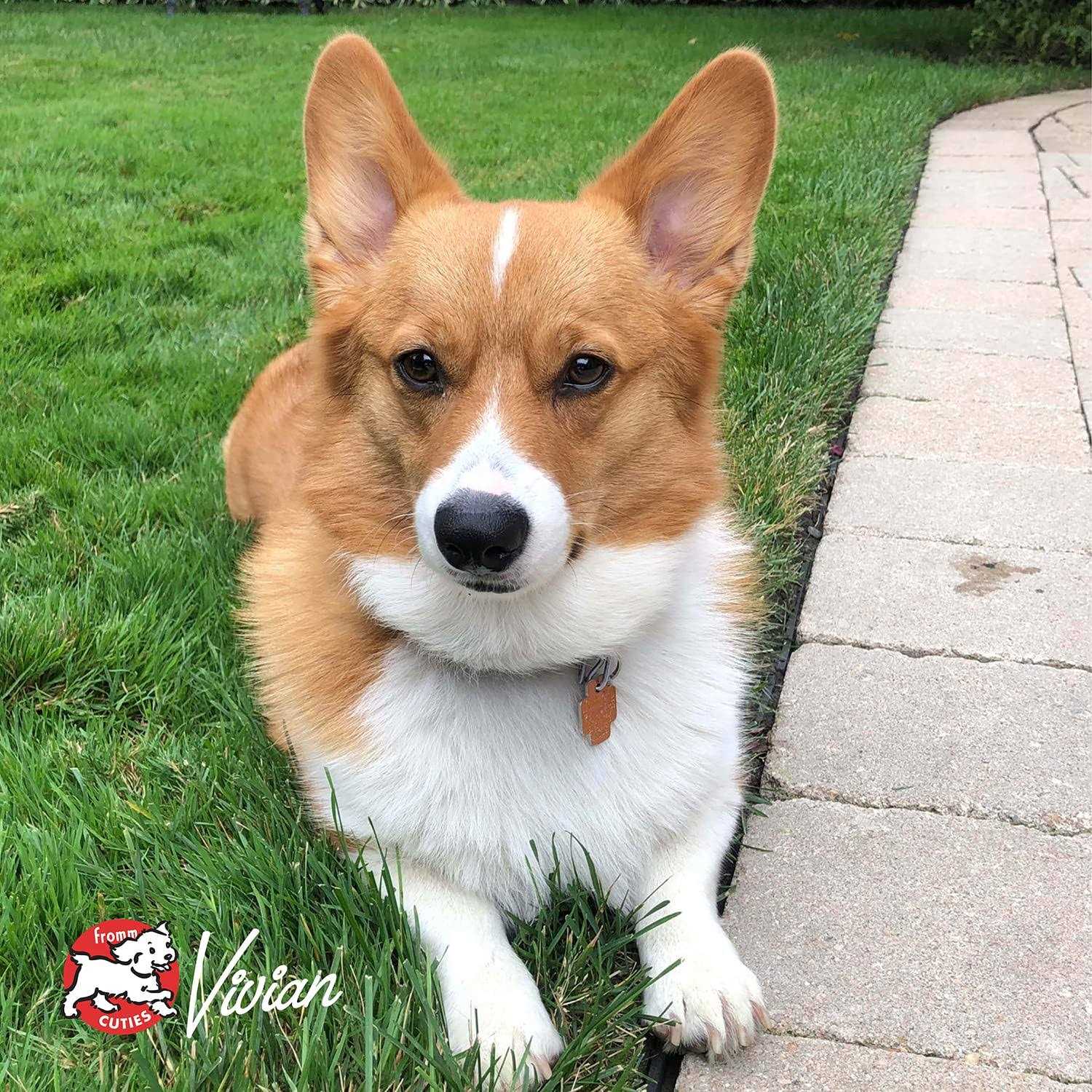 Fromm Heartland Gold Adult Dog Food - Nail Gallerys