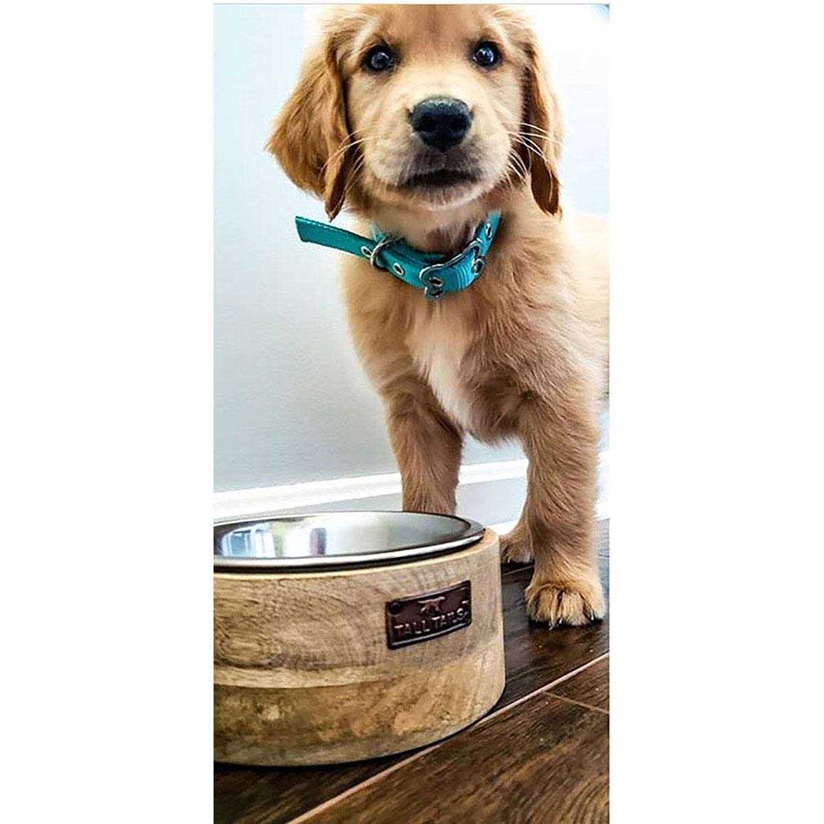 Tall Tails Wood Designer Dog Bowl - Nail Gallerys