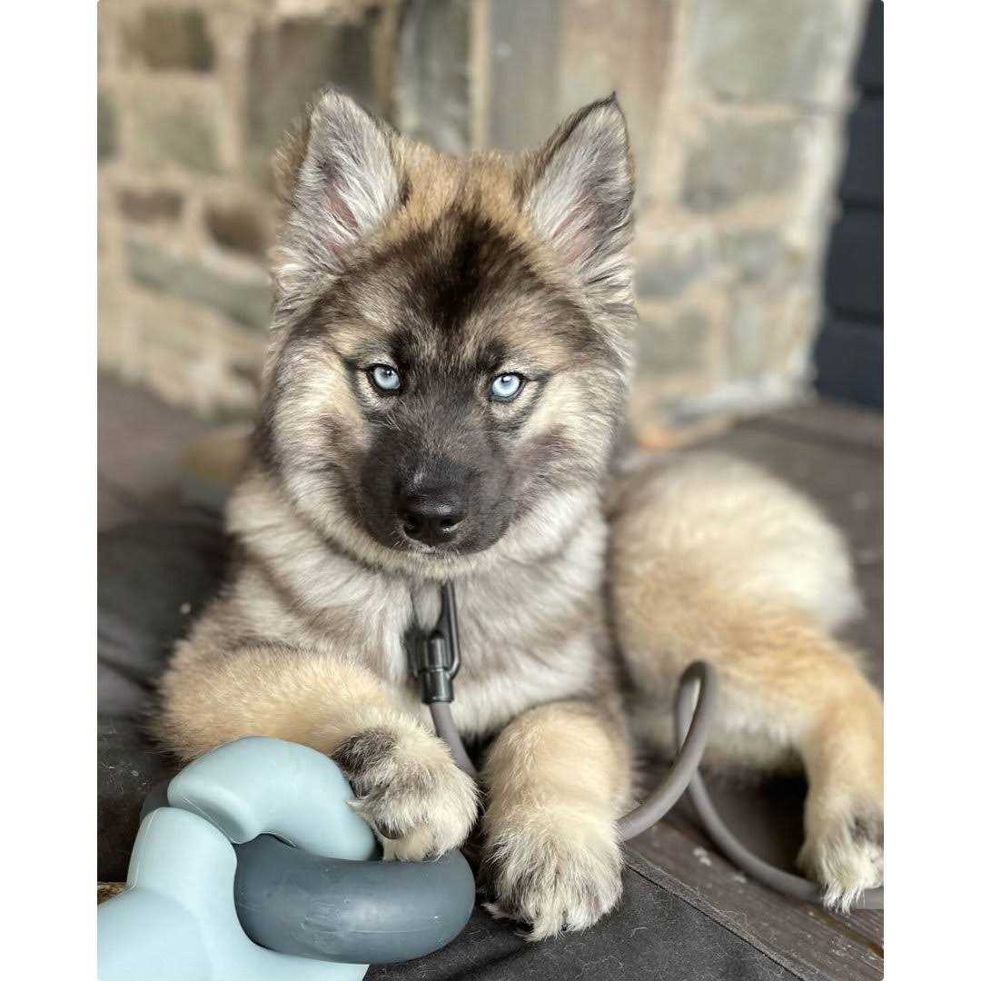 Fable Pets Falcon Dog Toy - Nail Gallerys