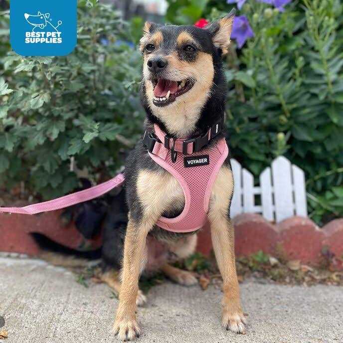 Voyager Step-in Lock Pet Harness All Weather Mesh, Adjustable Step in Harness for Cats and Dogs by Best Pet Supplies - Nail Gallerys