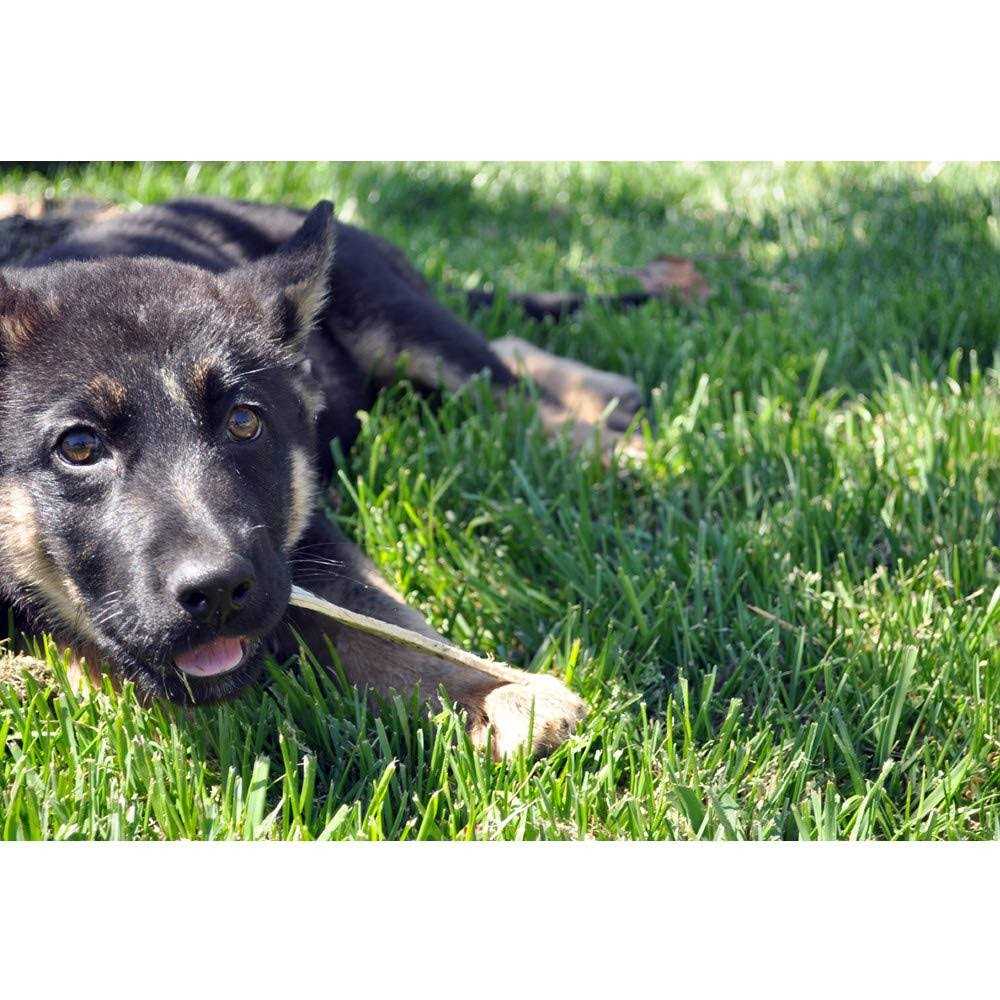 Ora-Clens Oral Hygiene Dental Dog Treats - Nail Gallerys